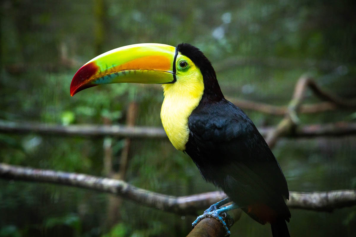 fort-george-hotel-spa-belize-experiences-zoo fort-george-hotel-spa-belize-experiences-zoo